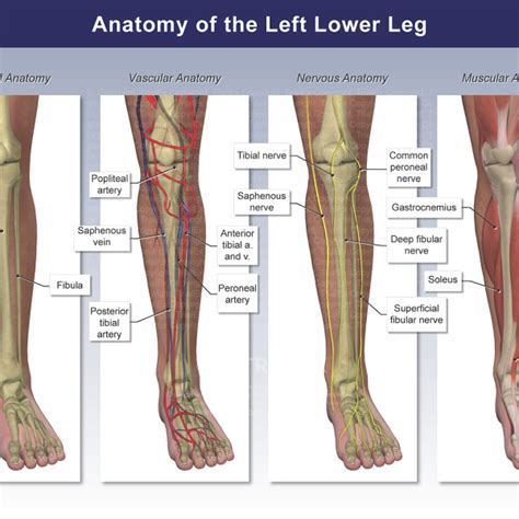 Anatomy Of The Left Lower Leg Trialexhibits Inc