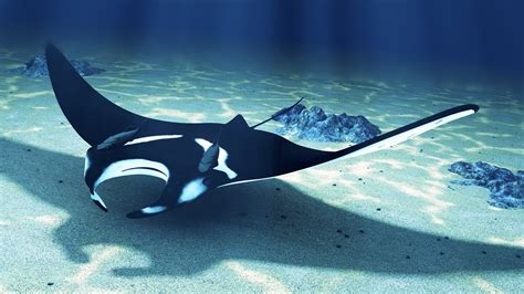 And two lobes that extend from the mouth and the full creature index. MANTA RAY.......SOURCE BING IMAGES......... | Manta ray ...