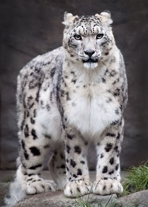 1000 Images About Snow Leopard On Pinterest Snow