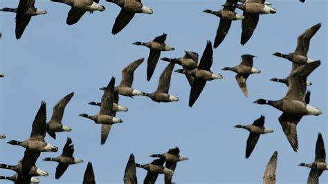 Which Birds Migrate Migratory Birds World Wetlands Day Birds