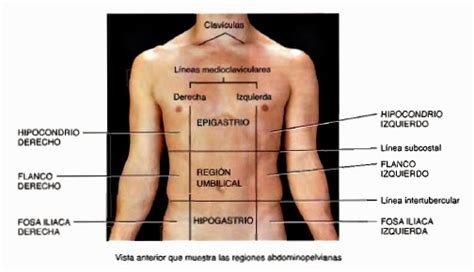 Regiones Y Cavidades Corporales Biologicamente Images