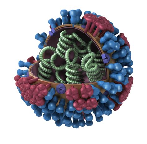 Inside Viruses Biology Of Humanworld Of Viruses