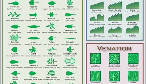 Leaf Chart « Native plants for a Cape Cod garden