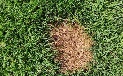 Grub Damage Vs Fungus How To Spot The Difference