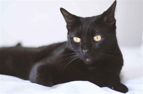 9 Black Bombay Cat Kitten Furry Kittens