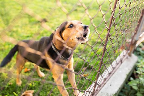 15 Dog Fence Ideas For Your Backyard Tractive