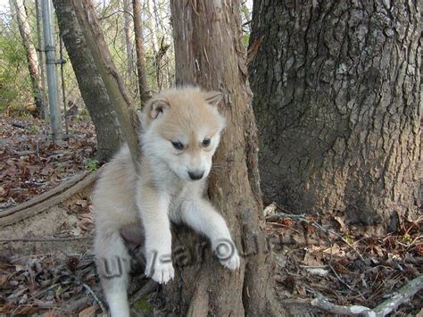 Wolfdogs Breed Of Dogs Description Photos