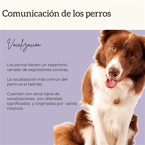 Integral Pet Care On Instagram “hablemos De Comunicación Vocal En