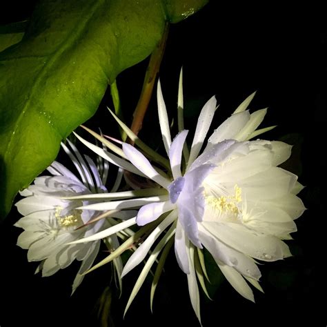 Flowers on the hillside bloomin crazy. Hidden Meanings Behind the "Crazy Rich Asians" Movie ...