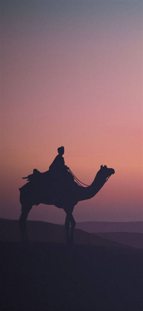100 Camel Wallpapers