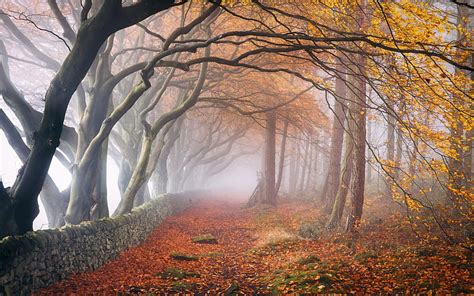 1920x1080px 1080p Free Download Misty Forest Path Forest Autumn