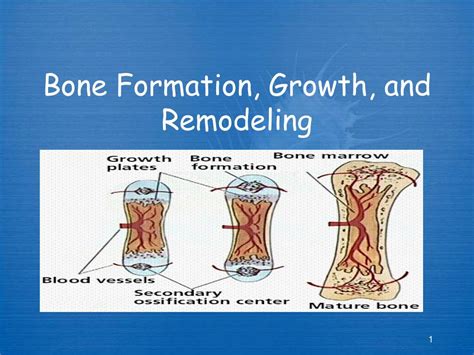 Ppt Bone Formation Growth And Remodeling Powerpoint Presentation