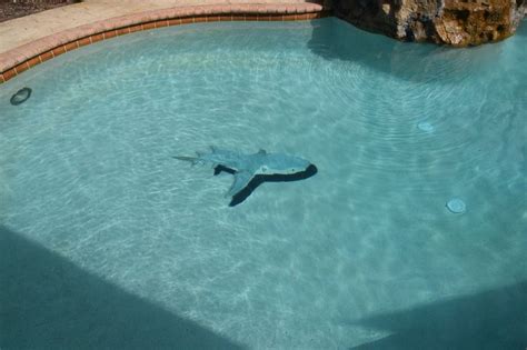 reef shark mosaic placed into a pool full of water