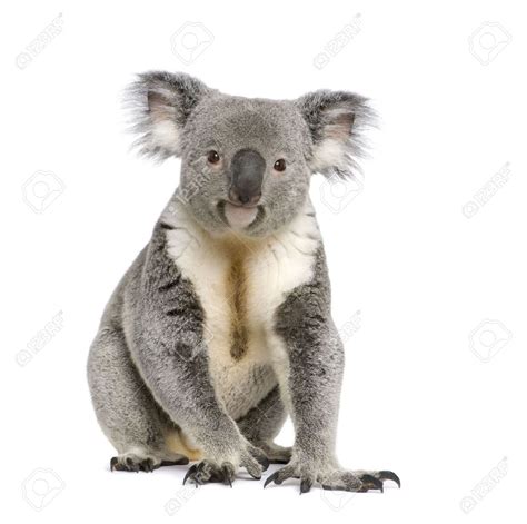Koala Bear Pictures Kids Search