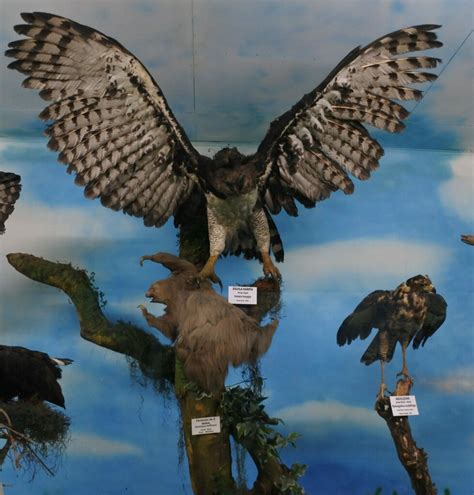 The Sloths´ Main Predator The Great Harpy Eagle Sloco Unianimal