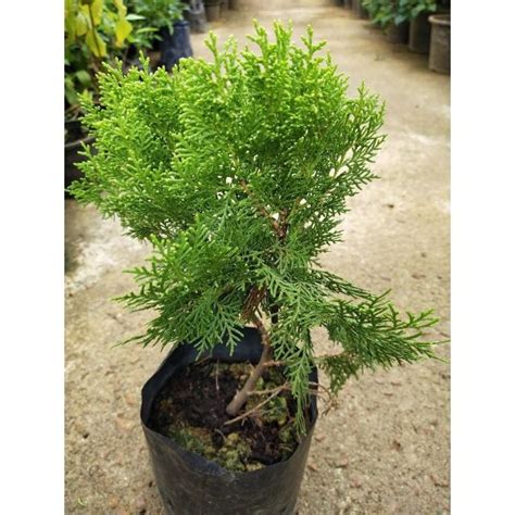 Pokok Thuja Pine Anak Pokok Shopee Malaysia