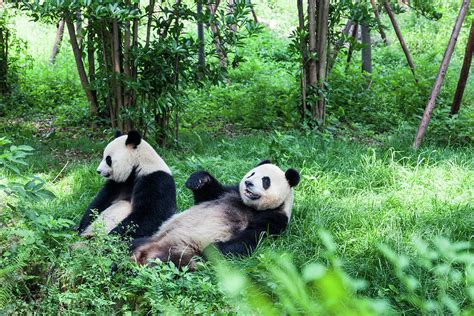 Two Great Pandas Chengdu Sichuan Photograph By Fototrav Fine Art