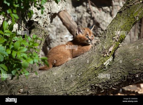 Caracal Cub Hi Res Stock Photography And Images Alamy