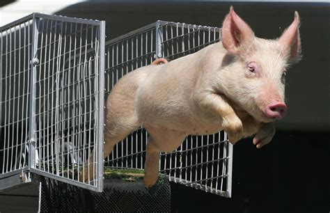 Who Is The Most Famous Pig In American History Poll