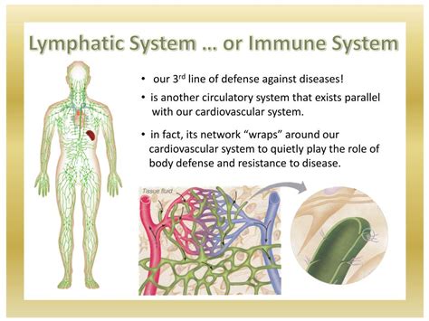 Lymphatic System Definition Function Diagram Simple Explanation In Hot Sex Picture