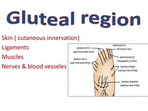 Solution Anatomy For Gluteal Region Studypool
