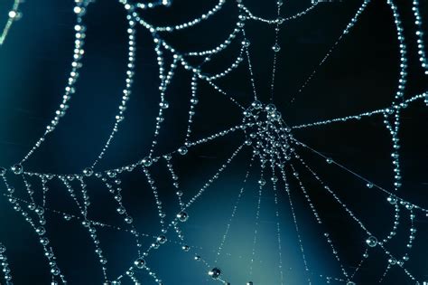Spider Web Background ·① Wallpapertag
