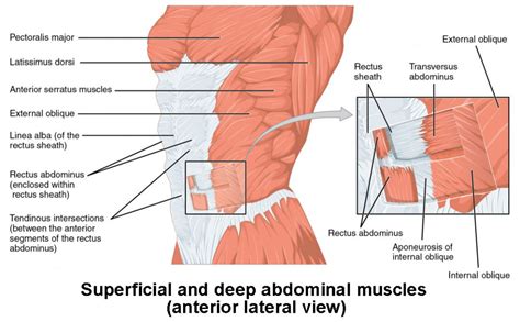 Axial Muscles Of The Abdominal Wall And Thorax Anatomy And Physiology I