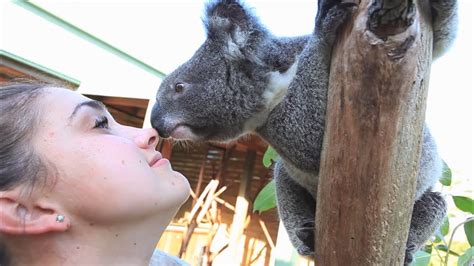Koala Kisses Youtube