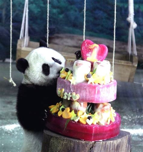 Un Bébé Panda Gâté Pour Son 1er Anniversaire Ecologie 7sur7be