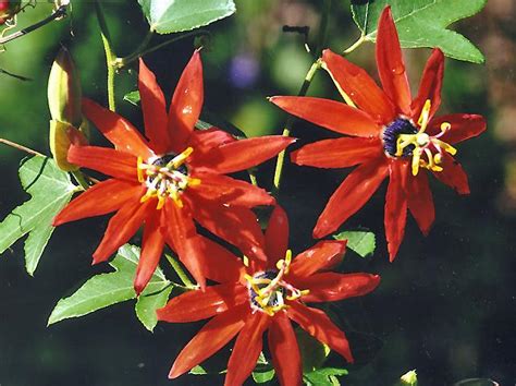 Red Flowering Passionfruit Passiflora Coccinea 15 Seeds Ebay