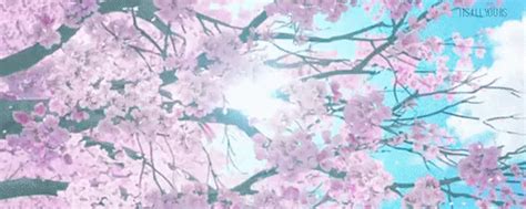 Anime Scenery Cherry Blossoms Posted By Ryan Johnson