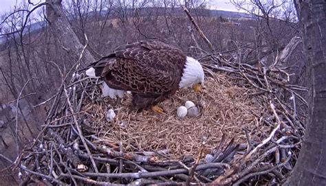 Bald Eagle And Nest
