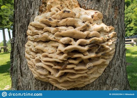 Large Layered Fungus Growing On The Side Of A Tree Stock Photo Image