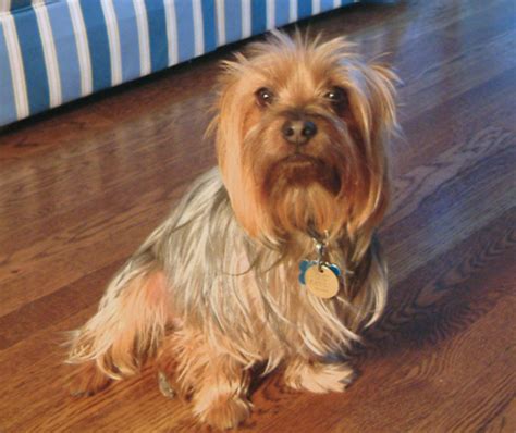 Australian Yorkshire Terrier Hybrid Dog Informations And Pictures