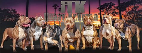 His puppies are a hot commodity, with the 'first pick' of each litter worth up. American Pitbull Terrier Hulk Pitbull Dog Price