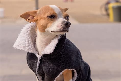 Ropa Para Perros Una Moda En Auge En El Sector De La Mascota Animal