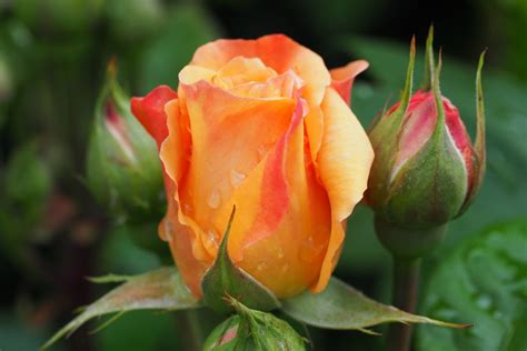 Free Images Blossom Flower Petal Bloom Raindrop Yellow Close