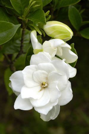 Bei der pflege der zimmerpflanzen sind keine unterschiede zu machen. Gardenie, Gardenia - Pflanzen, Pflege und Überwintern ...