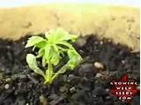 Growing Marijuana Indoors From Seeds