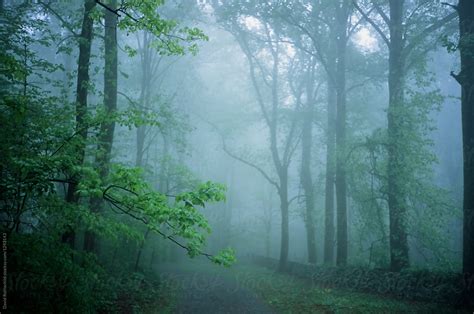 Foggy Woods By Stocksy Contributor David Rothschild Stocksy