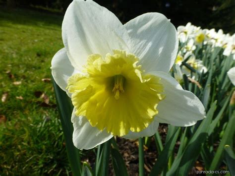 Narcis Narcissus Ice Folies Květy Květenství Zahrada