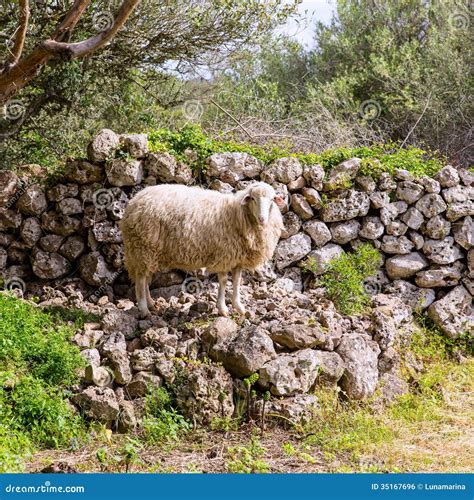 Lamb Sheep In Mediterranean Landscape At Menorca Stock Photo Image Of