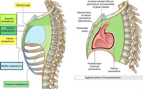Pericardium Anatomy Anatomical Charts Posters