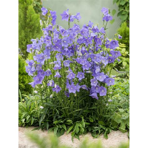 Zvonek Broskvolistý Grandiflora Caerulea Modrý Průměr Květináče Cca 9