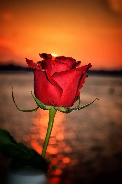 They are bright, desired, pleasantly smell. Sunset + rose = perfect combination | Beautiful roses, Red ...