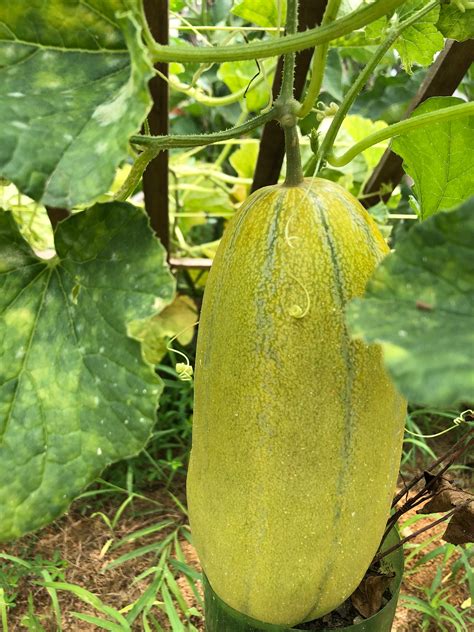 Casaba Melon Seeds Hat Dua Gang Hat Dua Bo Organic Thai Chinese Lao