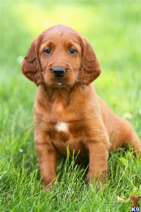 Cute Puppy And Dog 3 Top Cute Beautiful Irish Setter Dogs