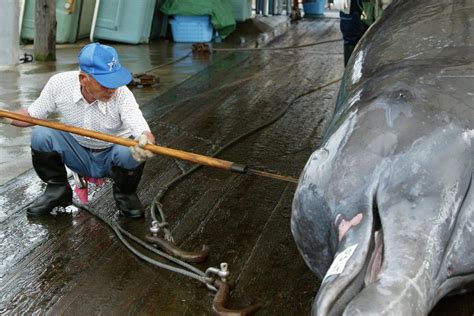 Outrage After Japan Resumes Whaling In Scientifically Reasonable Hunt