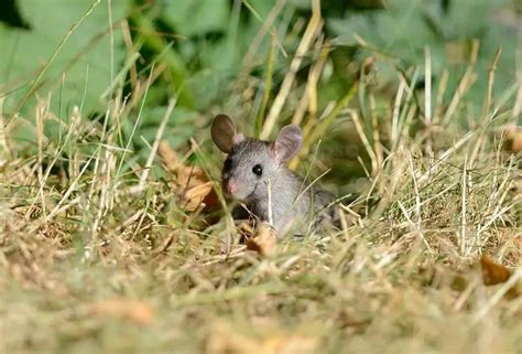 Brown Rat Facts Diet Habitat And Pictures On Animaliabio