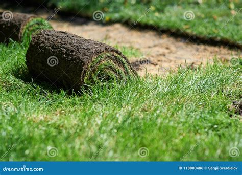 Making New Lawn Using Roll Grass Stock Photo Image Of Outdoors